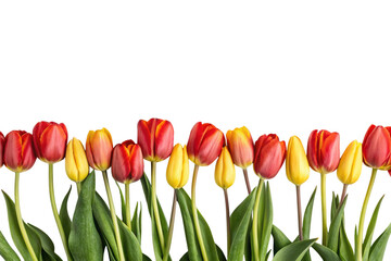 Obraz premium red tulips isolated on white background