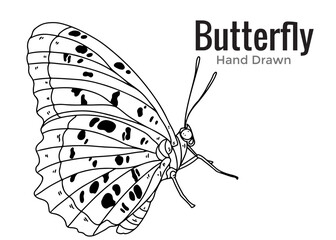 butterfly on white background