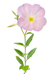 분홍 달맞이 꽃