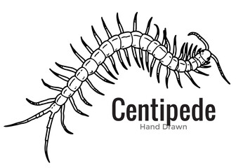 vector illustration of a Centipede