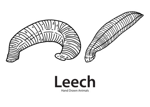 abstract vector illustration of a Leech