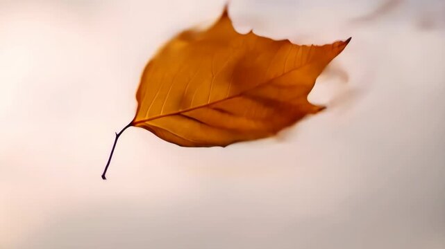 Isolated orange leaf floating in the air, ethereal scene with blurred background, light and airy feel