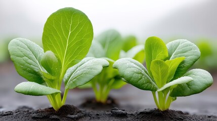 Naklejka premium Bok Choy Seedlings Growing in Soil - Fresh Produce, Sustainable Agriculture