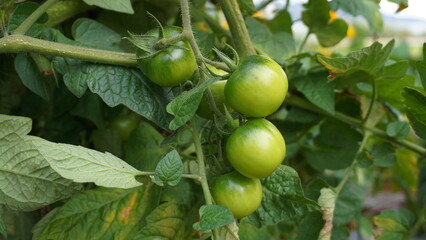 Close-Up of Green Unripe Cherry Tomatoes Growing on the Vine in the Garden