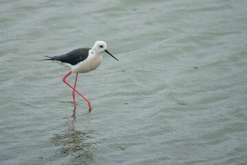 Delicate Black-Winged Stilt Wades on a Rainy Day in Tainan Taiwan