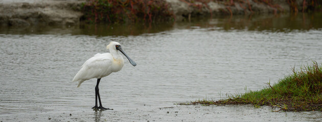 Endangered Black-Faced Spoonbill in Tainan Taiwan Wetland