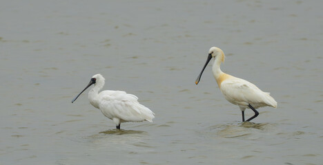 Eurasian and Black-Faced Spoonbill in Tainan Taiwan Wetland