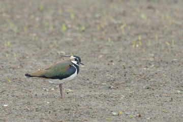 Northern Lapwings Rest in Farm Furrow on Windy Day in South Taiwan 