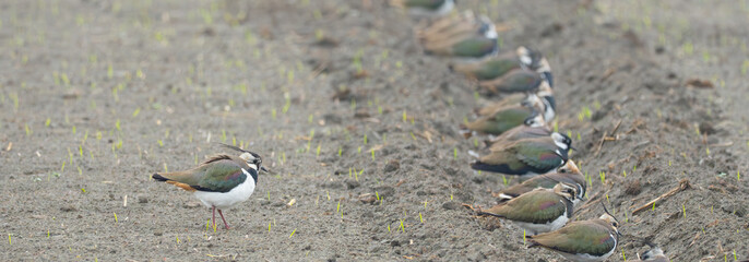 Northern Lapwings Rest in Farm Furrow on Windy Day in South Taiwan 