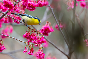 Endemic Taiwan Yellow Tit in Nantou Park