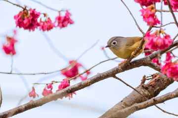 Endemic Morrison's Fulveeta in Nantou Park