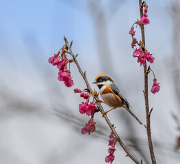 Endemic Black-Throated Tit in Nantou Park
