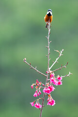 Endemic Chestnut Bellied Tit in Nantou Park