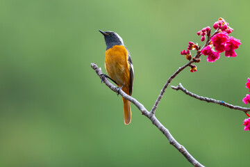 Daurian Redstart in Flowering Cherry Tree