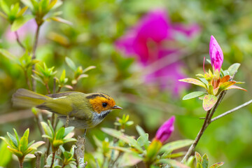 Rufous-Faced Warbler in a Rhodedendron 