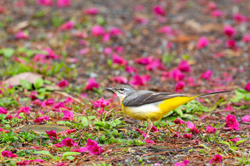 Grey Wagtail Peering Over His Shoulder