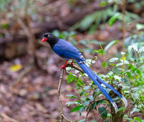 Endemic Taiwan Blue-Magpie in Nantou Park