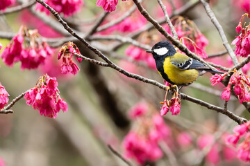 Endemic Taiwan Yellow Tit in Nantou Park