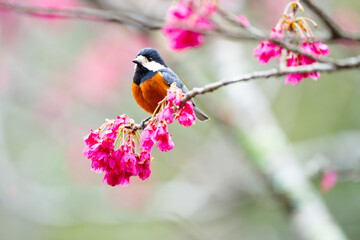 Endemic Taiwan Yellow Tit in Nantou Park
