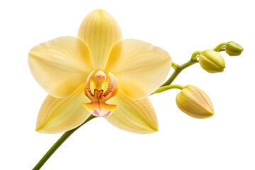 Obraz premium orchid isolated on white background