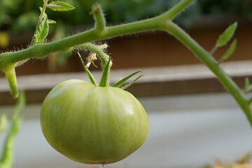 Green Beefsteak Tomatoes Growing on the Vine – Close-Up of Unripe Tomatoes on the Branch.