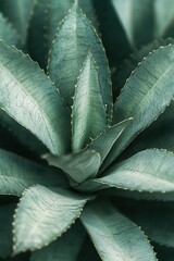 Close-up of a spiky succulent plant with thick, fleshy, blue-green leaves radiating outward with fine serrated edges