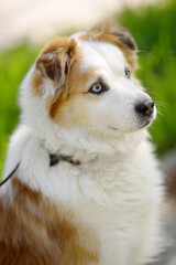 Vertical portrait of a large fluffy mixed breed dog