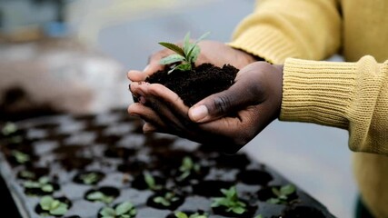 Man hands plant small plants in the nursery. Close-up view of a growing seedling - Powered by Adobe