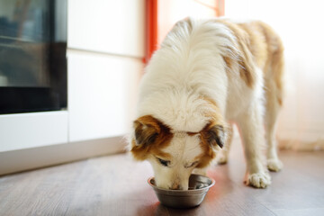 Hungry fluffy mixed breed dog waiting for feeding in the kitchen