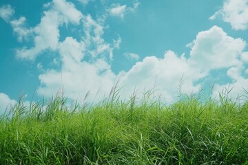 Nature's tranquility with green grass and bright blue sky under fluffy clouds on a sunny day, beautiful nature with green grass and blue sky for live wallpaper, Photo background ing
