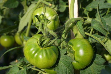 Green Beefsteak Tomatoes Growing on the Vine &ndash; Close-Up of Unripe Tomatoes on the Branch.