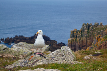 A sea gull on a rock above the sea near Dr Syntax's Head. Cornwall. England. Great Britain.