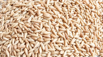 Organic Dry Raw Rye Grain