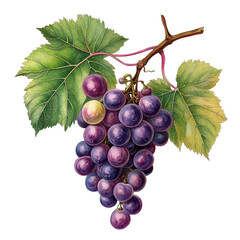 Fototapeta premium Grapes depicted with detailed botanical illustration on white background highlighting natural beauty, Grapes Isolated on white background Old Botanical realistic, white background