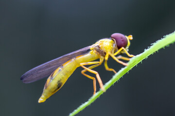 macro of a fly