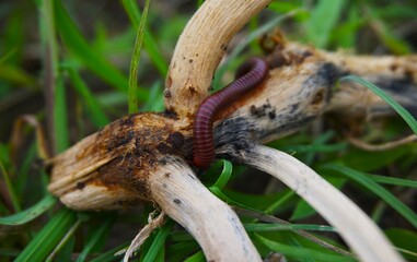 Trigoniulus corallinus, or millipedes, these animals are often found in gardens, these animals with...