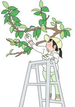 梅の収穫をするこども