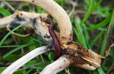 Trigoniulus corallinus, or millipedes, these animals are often found in gardens, these animals with...