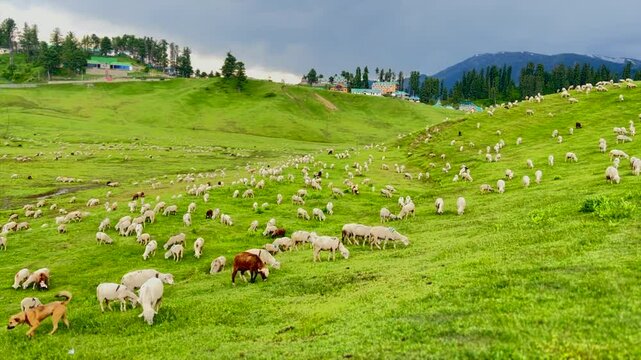 Sheep sacrifice Eid-Ul-Adha the Muslim Community Festival. Eid Adha Mubarak. Eid Mubarak on Bakra Eid. Sheeps in green field of Gulmarg  Clip 35