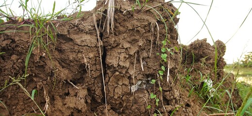 The texture of the broken and dry soil forms a small cliff with several small grasses living on the...