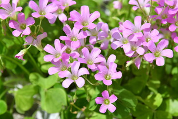 Naklejka premium 雑草の花