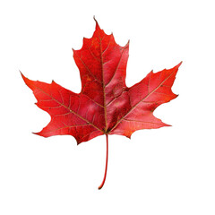 Red maple leaf isolated on Transparent background showcasing vibrant autumn colors and intricate details of nature, Red maple leaf isolated on PNG background