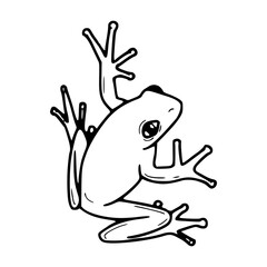 sweet little tree frog drawing