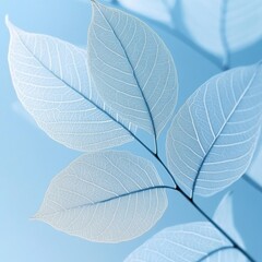 Obraz premium Delicate, translucent leaves against a pale blue backdrop