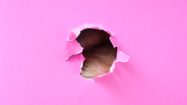 Fluffy striped cat paws peeking out of round hole in torn pink paper close-up.