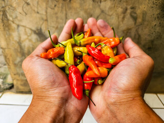 hand holding red hot chili peppers