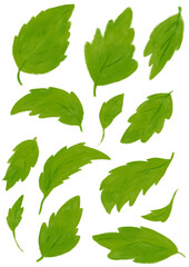 Set of green leaves illustration. Element design for greeting cards and invitations of the wedding, birthday