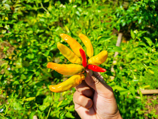 hand holding red hot chili peppers