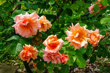 日出町の春バラ