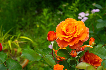 日出町の春バラ